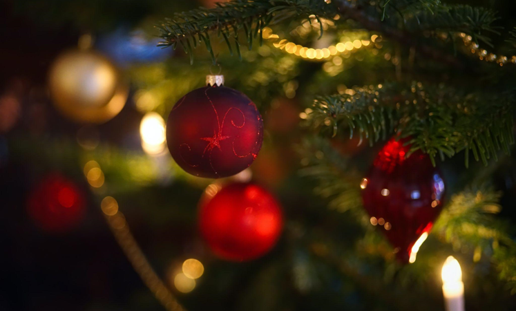 Christmas Trees on Sale: Find Your Perfect Tree